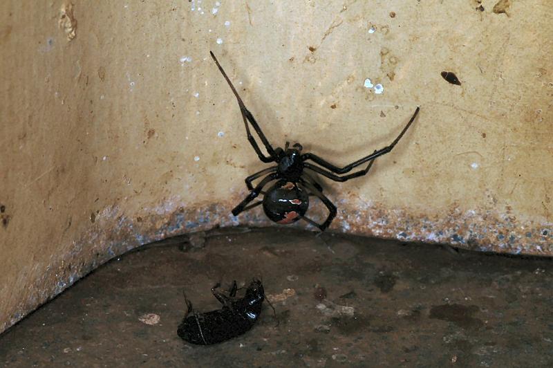 Latrodectus_hasselti_D3588_Z_78_Nyang Station_Australie.jpg